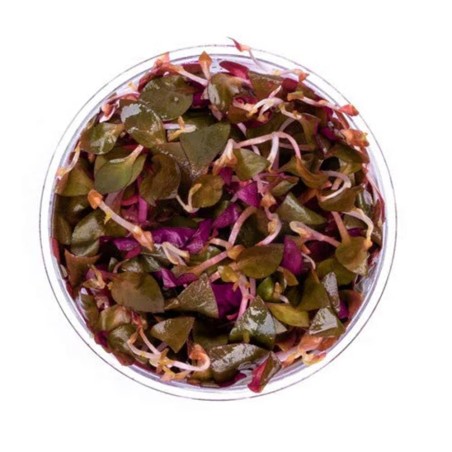 Alternanthera Reineckii ‘mini’ in vitro