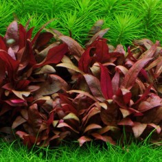 Alternanthera Reineckii ‘mini’ in vitro 2