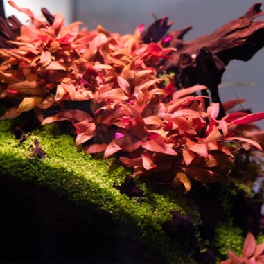 Alternanthera Reineckii ‘mini’ in vitro