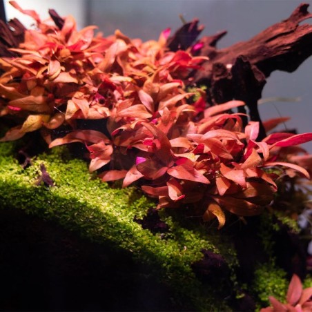 Alternanthera Reineckii ‘mini’ in vitro