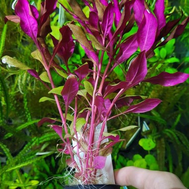 Alternanthera Reineckii var. Rosaefolia
