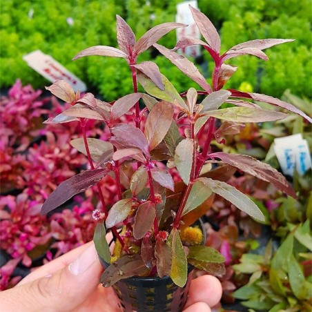 Alternanthera Sessilis (Reinecki Red)