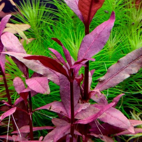 Alternanthera Sessilis (Reinecki Red)