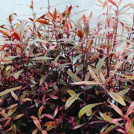 Alternanthera Sessilis (Reinecki Red)