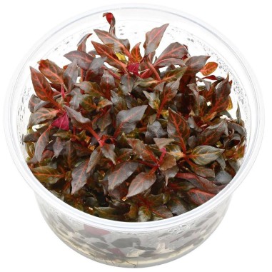Alternanthera reineckii 'Rosanervig' (cardinalis 'Variegata') in vitro