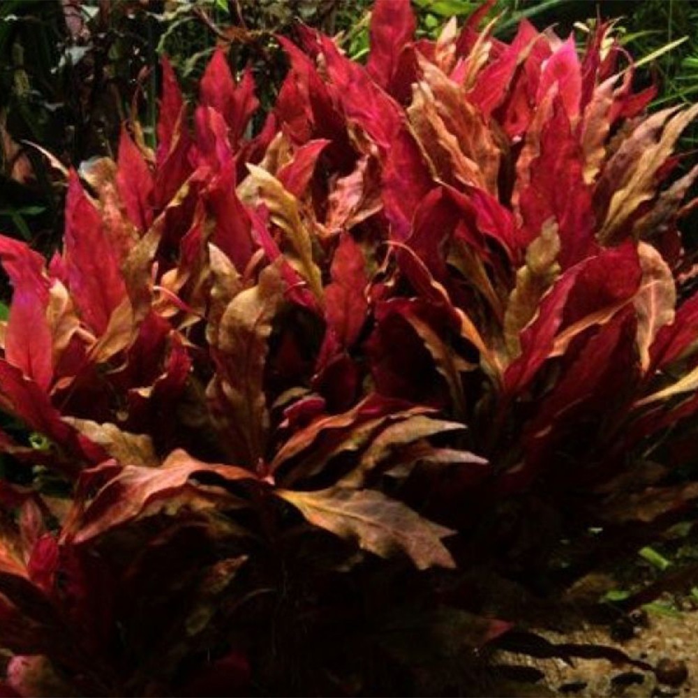 nabu saatgut blumenwiese 500 qm Blumenwiese Saatgut aus 50 ein- und mehrjährigen Arten Großpack –  Gardenox-Natur main image 0