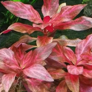 Alternanthera Variegata in vitro