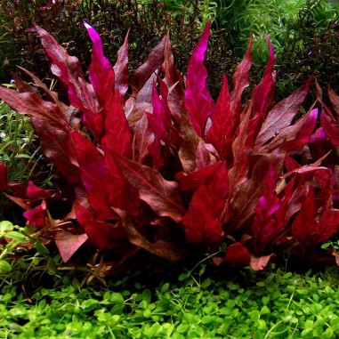 Alternanthera Variegata in vitro