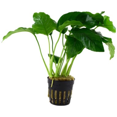 Anubias Barteri