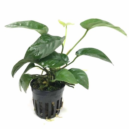 Anubias Barteri