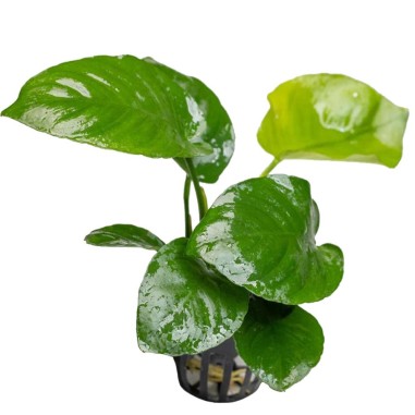 Anubias Barteri