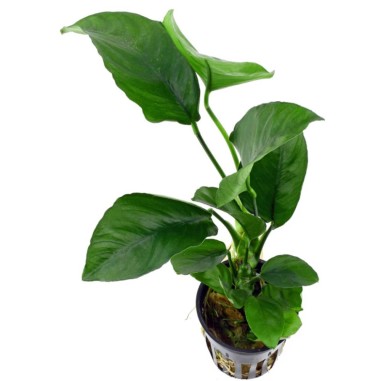 Anubias Barteri