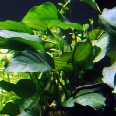 Anubias Barteri