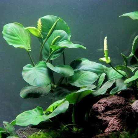 Anubias Barteri