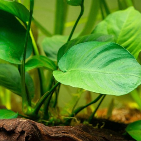 Anubias Barteri