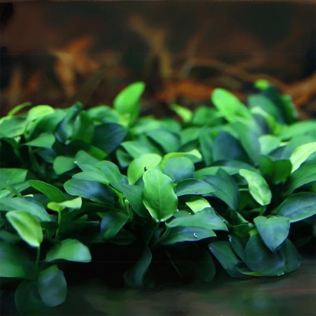 Anubias Barteri Anubias Barteri