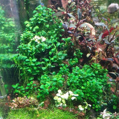 Anubias Barteri