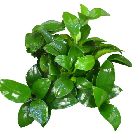Anubias Barteri Anubias Barteri