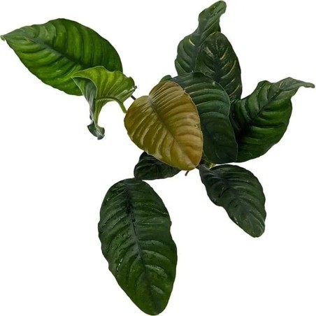 Anubias Barteri var. Coffeefolia