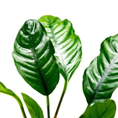 Anubias Barteri var. Coffeefolia