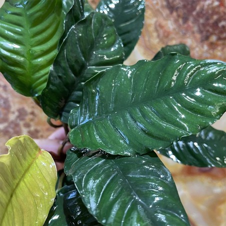 Anubias Barteri var. Coffeefolia
