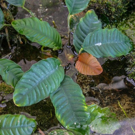 Anubias Barteri var. Coffeefolia