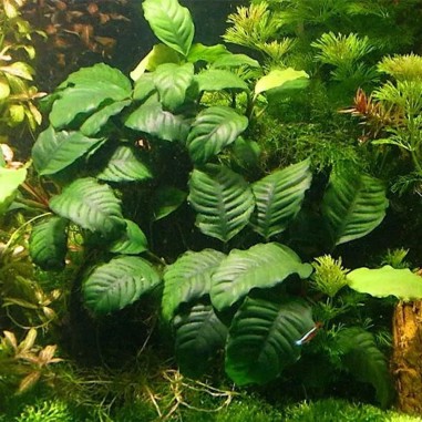 Anubias Barteri var. Coffeefolia