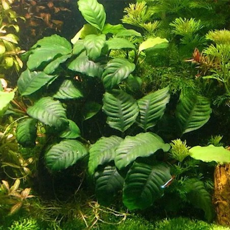 Anubias Barteri var. Coffeefolia