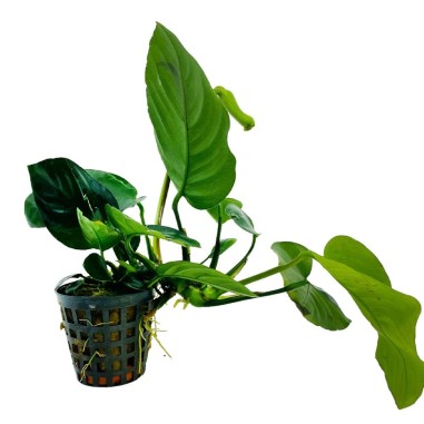 Anubias Barteri var. Nana