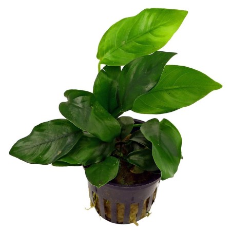 Anubias Barteri var. Nana