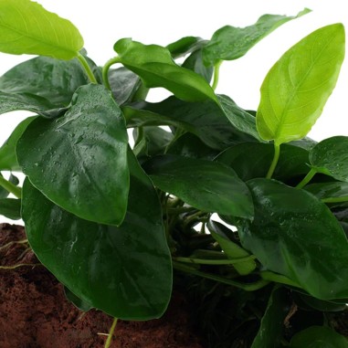 Anubias Barteri var. Nana