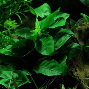 Anubias Barteri var. Nana