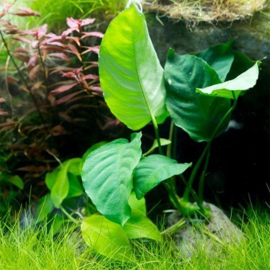 Anubias Barteri var. Nana