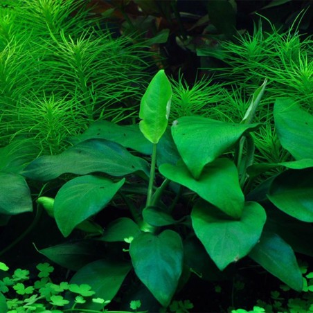 Anubias Barteri var. Nana