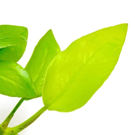 Anubias Barteri var. Nana "Golden" (Yellow Heart)