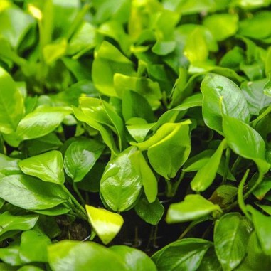 Anubias Barteri var. Nana "Golden" (Yellow Heart)