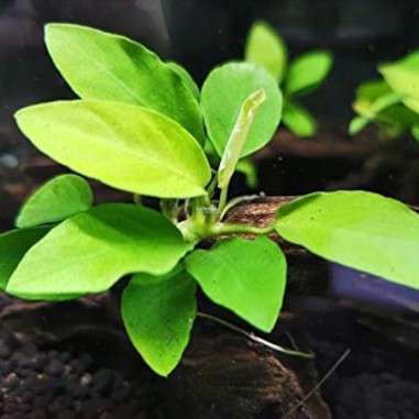 Anubias Barteri var. Nana "Golden" (Yellow Heart)