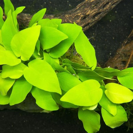 Anubias Barteri var. Nana "Golden" (Yellow Heart)
