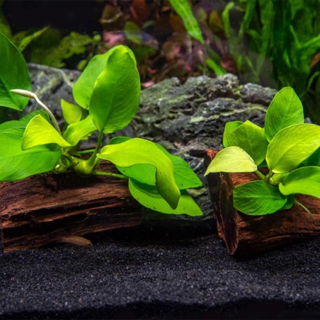 Anubias Barteri var. Nana "Golden" (Yellow Heart)