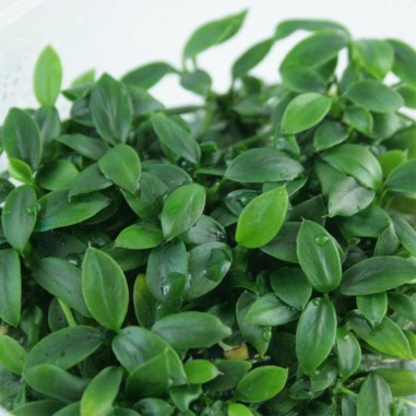 Anubias Barteri var. Nana "Pangolino"