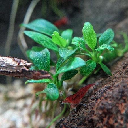 Anubias Barteri var. Nana "Pangolino"