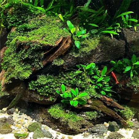Anubias Barteri var. Nana "Pangolino"