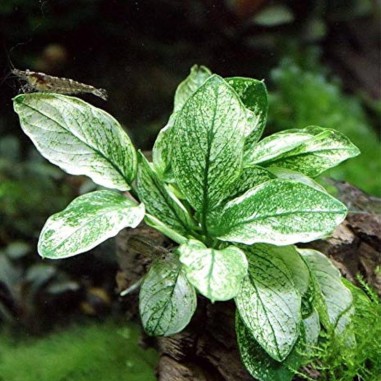 Anubias Barteri var. Nana "Pinto"