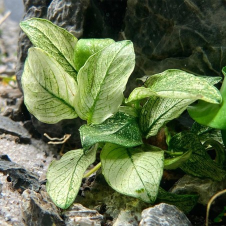 Anubias Barteri var. Nana "Pinto"
