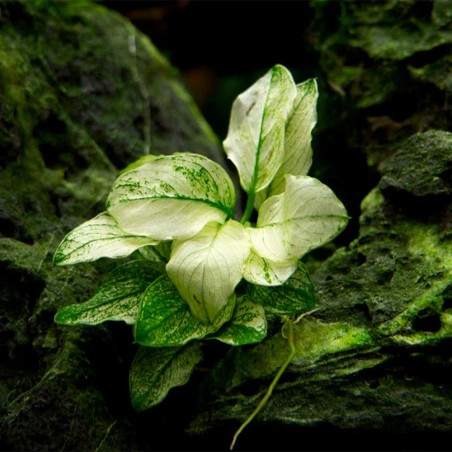 Anubias Barteri var. Nana "Pinto"