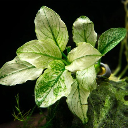 Anubias Barteri var. Nana "Pinto"