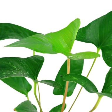 Anubias Gracilis