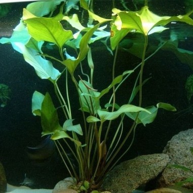 Anubias Gracilis
