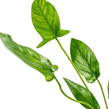 Anubias Hastifolia
