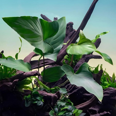 Anubias Hastifolia